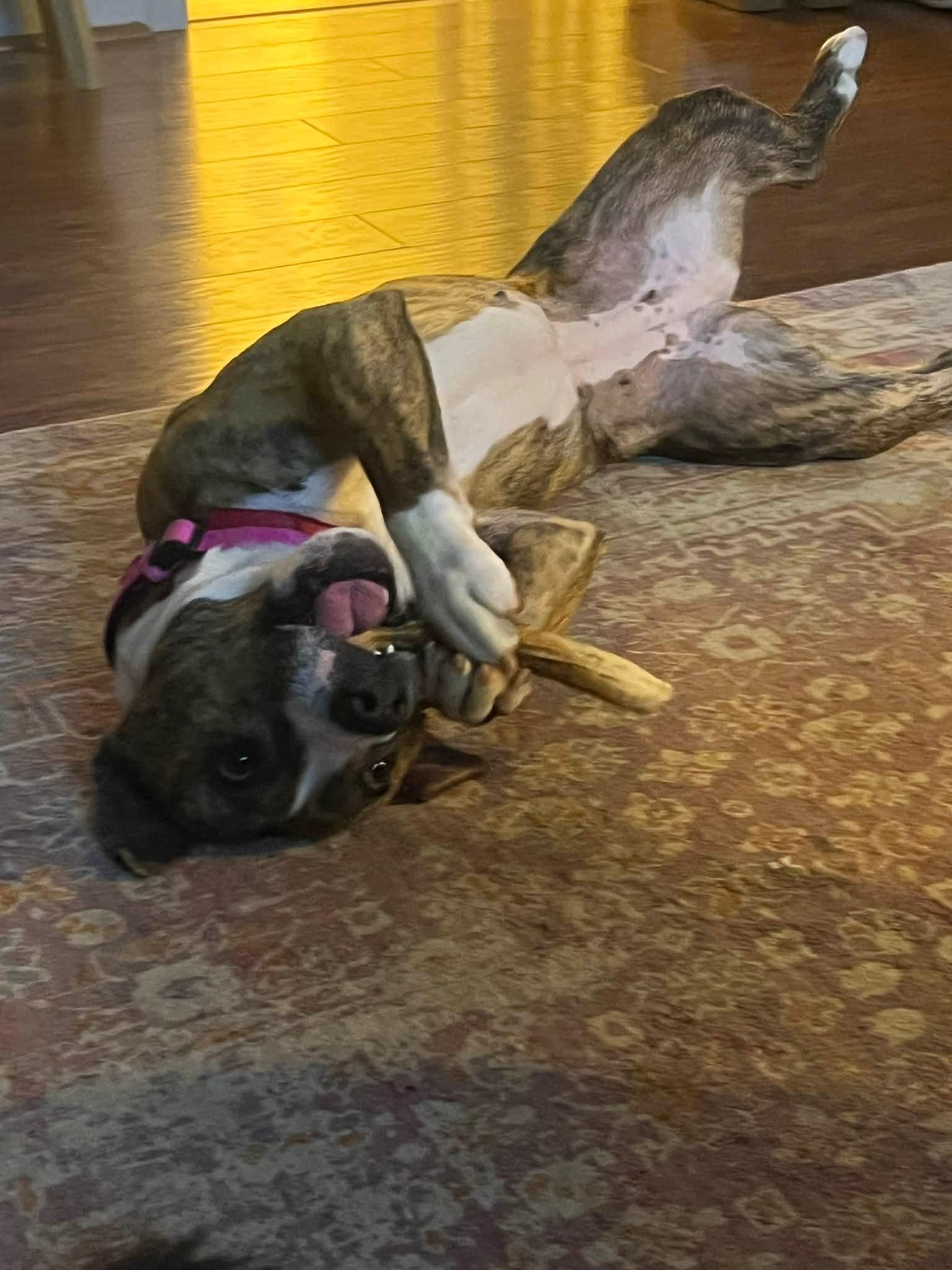 Enlarge Walnut, a ADOPTABLE mixed breed in Douglas, MA image 2/6