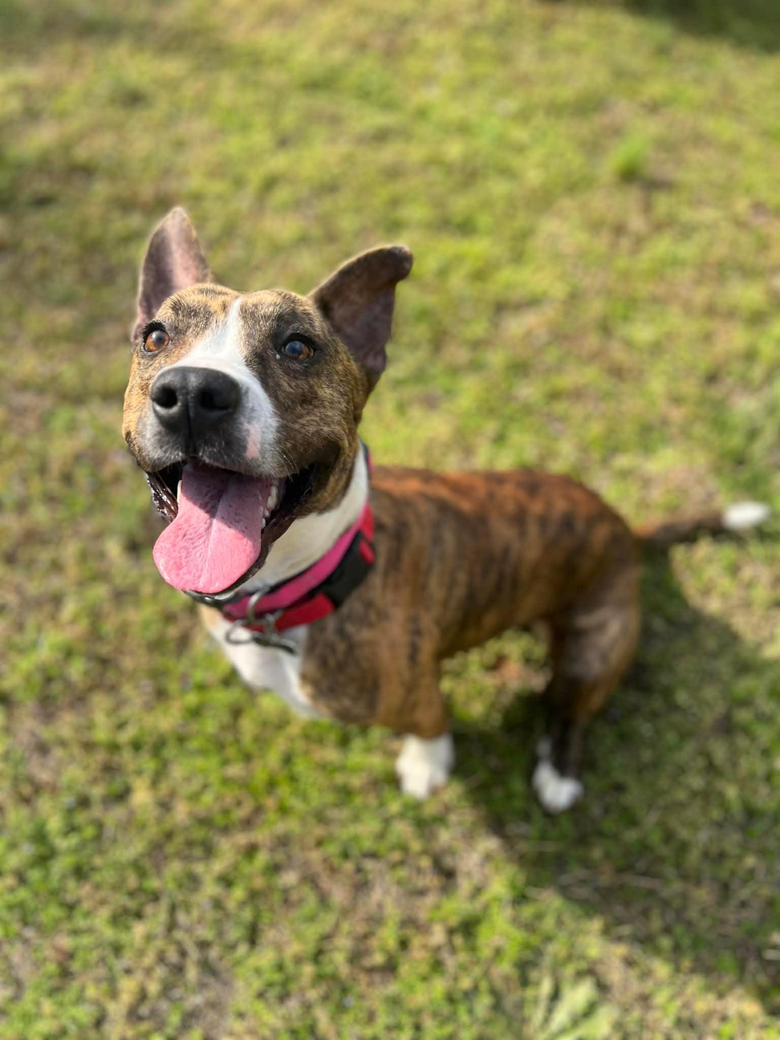 Enlarge Walnut, a ADOPTABLE mixed breed in Douglas, MA image 5/6