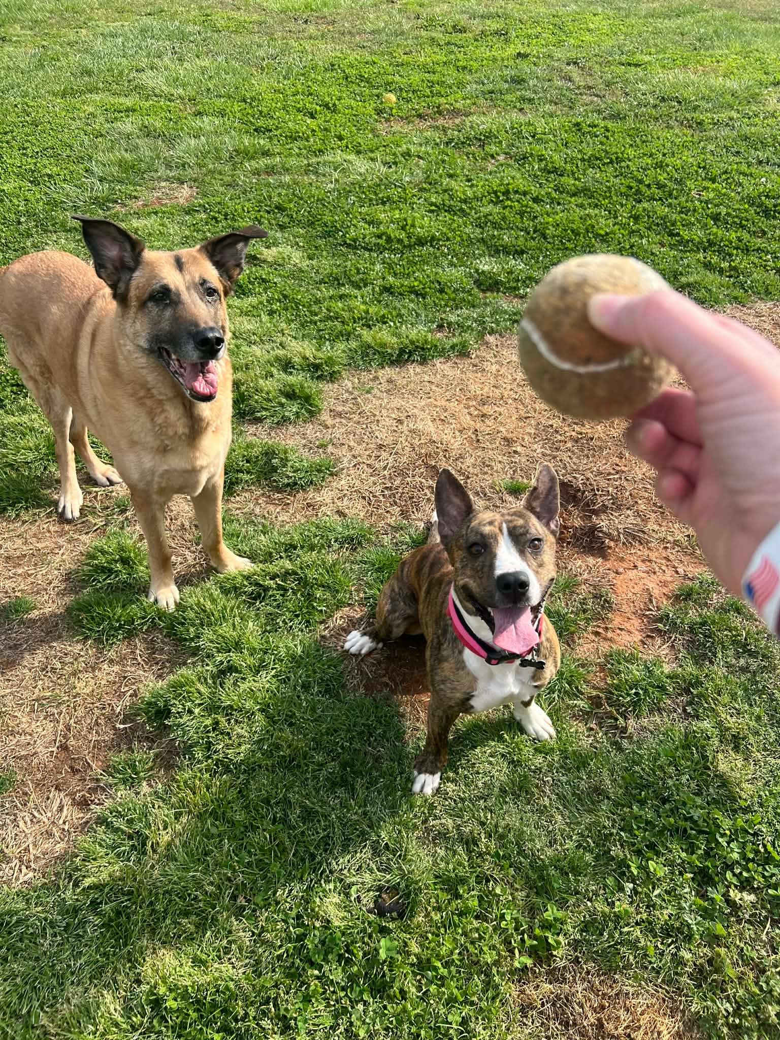 Enlarge Walnut, a ADOPTABLE mixed breed in Douglas, MA image 4/6