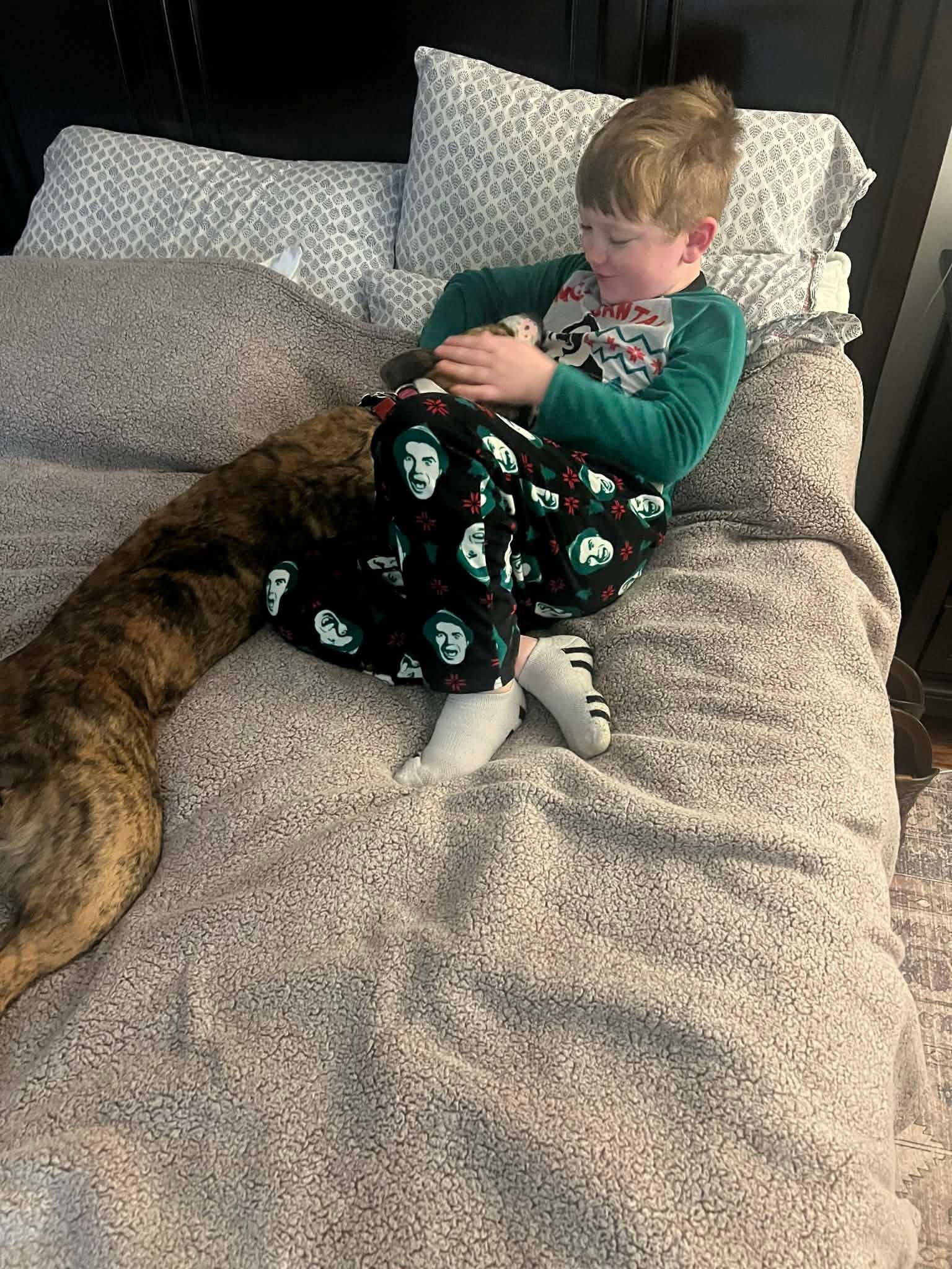 Enlarge Walnut, a ADOPTABLE mixed breed in Douglas, MA image 3/6