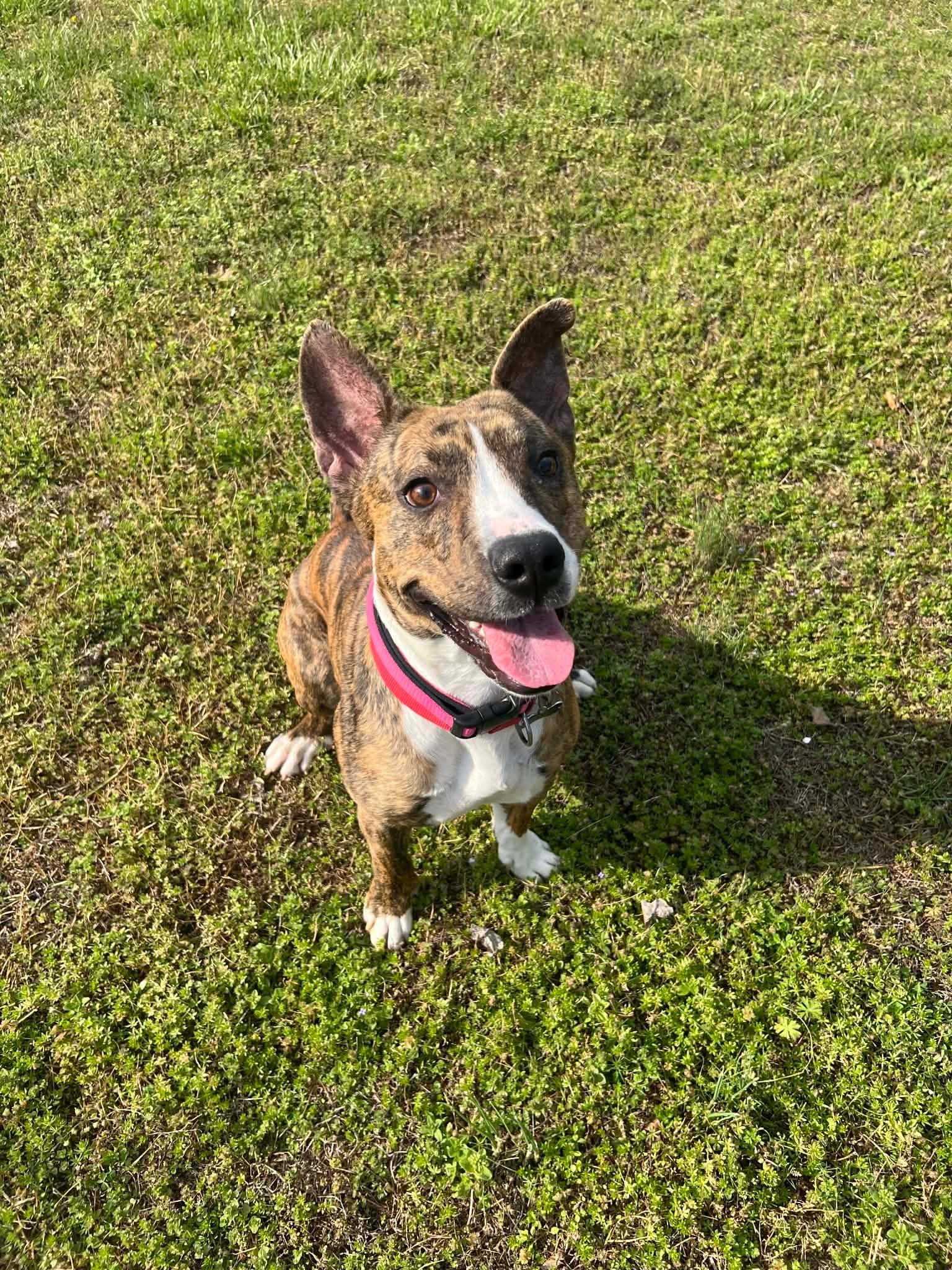 Enlarge Walnut, a ADOPTABLE mixed breed in Douglas, MA image 1/6