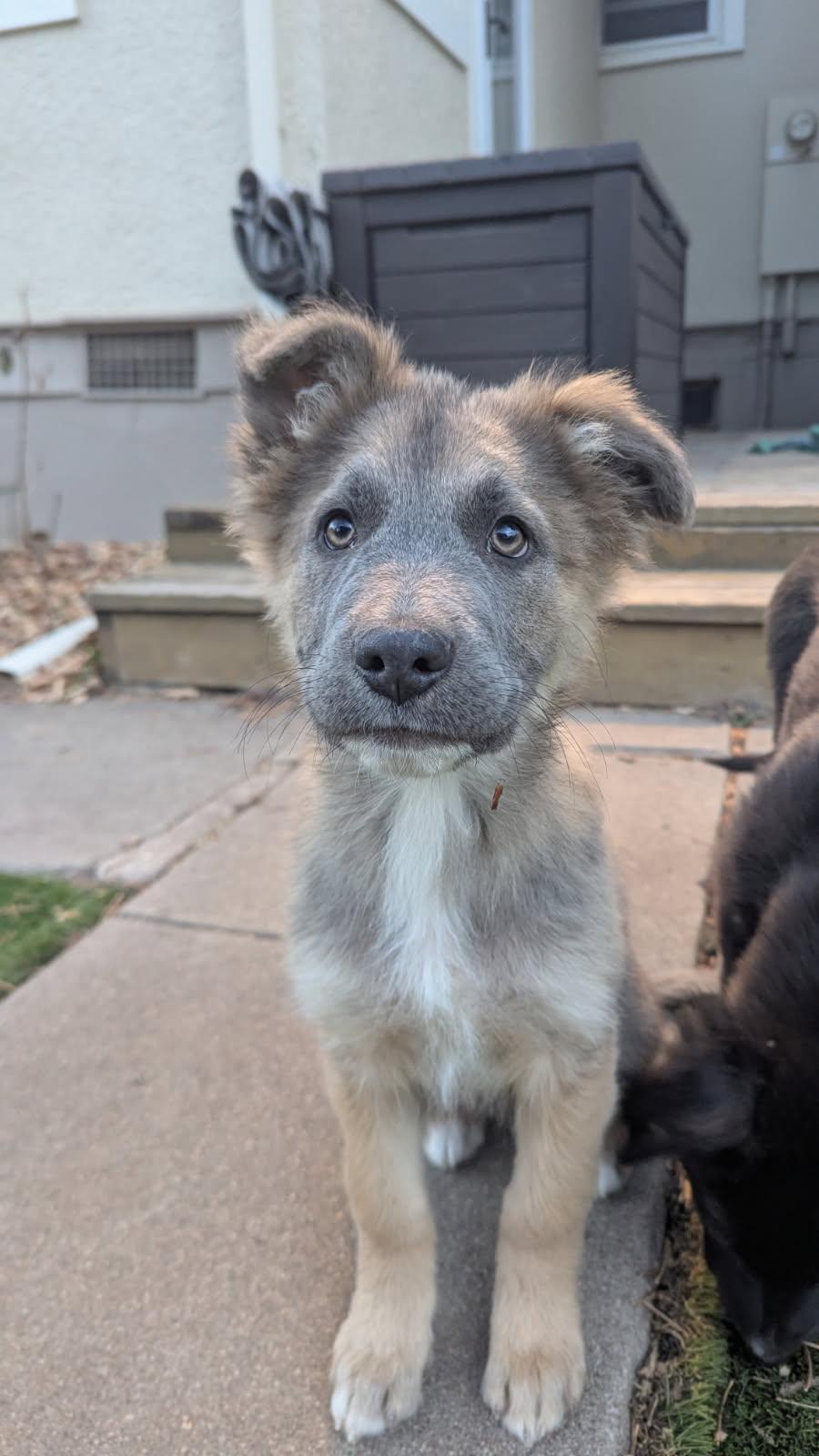 Bryce Canyon, Adopted, Puppy Male Shepherd.