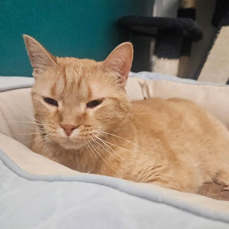 Zeva, Adoptable, Adult Female Domestic Short Hair.