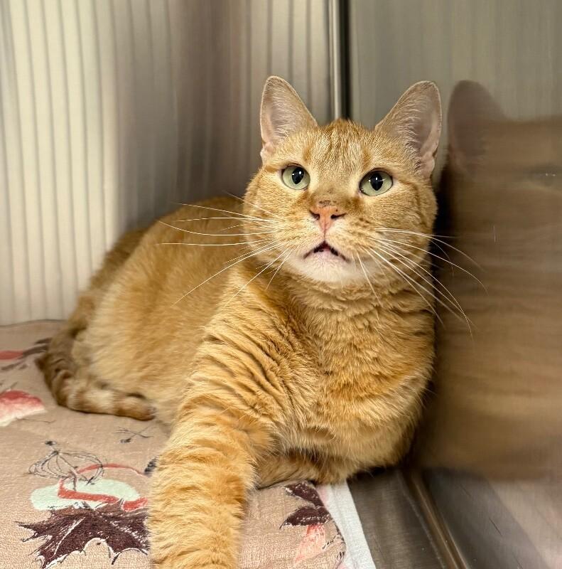 Zeva, Adoptable, Adult Female Domestic Short Hair.