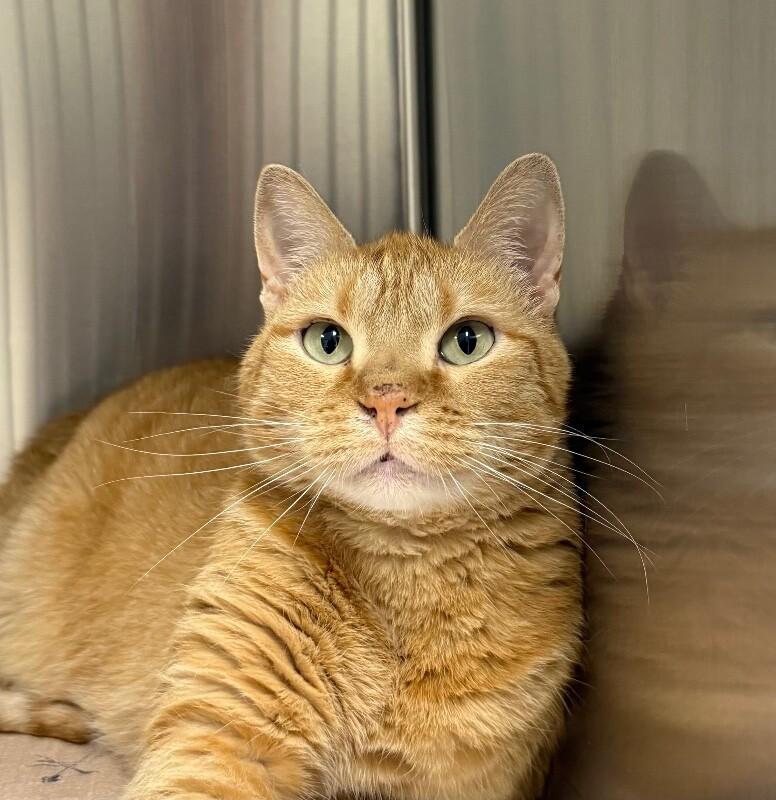 Enlarge Zeva, a Adoptable Domestic Short Hair in Yankton, SD image 2/2