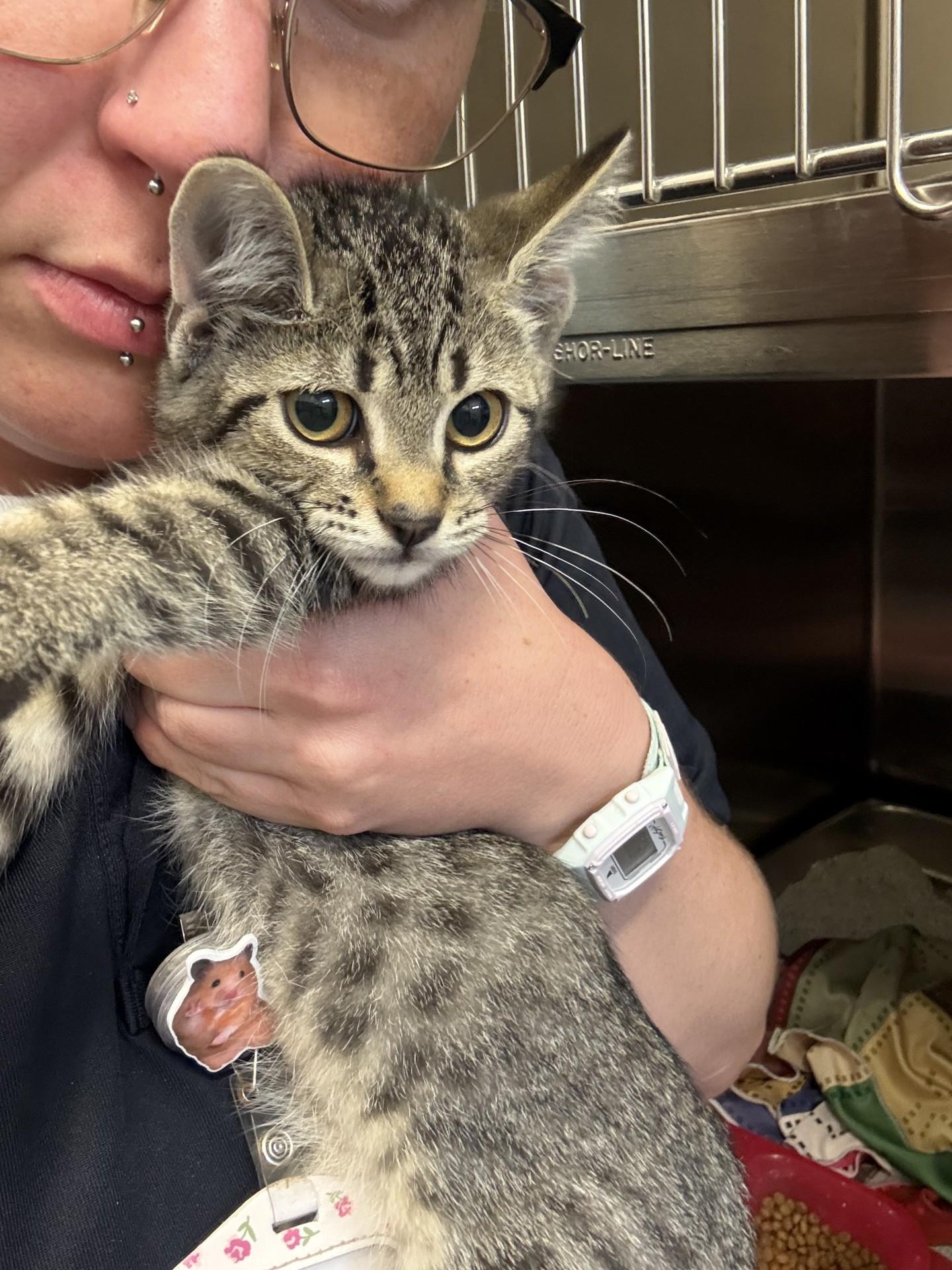 Marceline, a ADOPTABLE Domestic Short Hair in Ashland, VA image 3/3