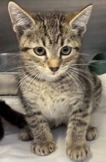 Marceline, a ADOPTABLE Domestic Short Hair in Ashland, VA image 2/3