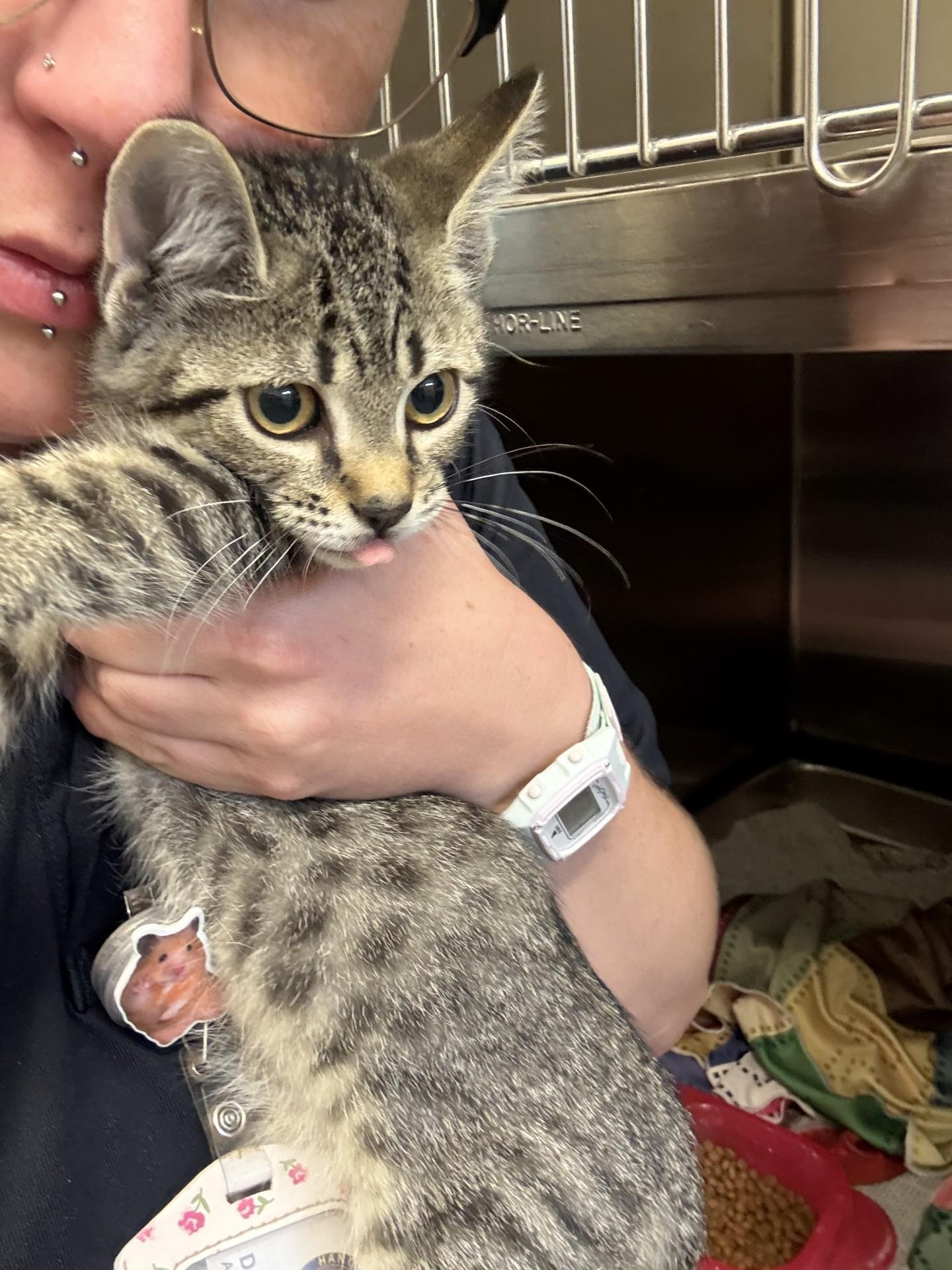 Marceline, a ADOPTABLE Domestic Short Hair in Ashland, VA image 1/3