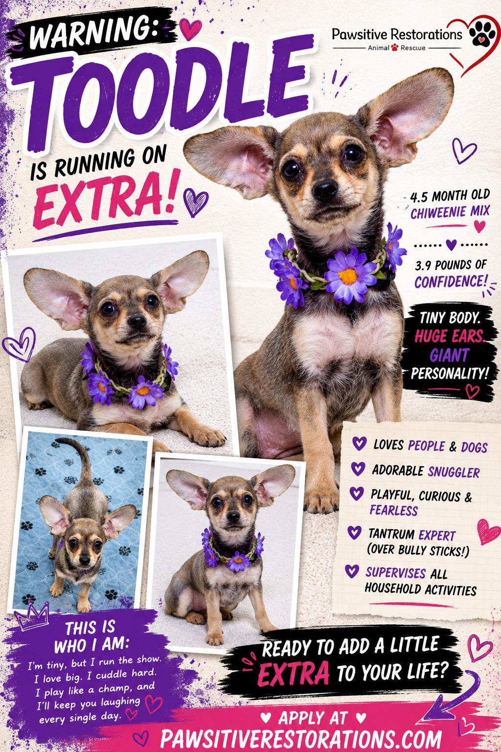 TOODLE, a ADOPTABLE mixed breed in Aurora, CO image 3/4