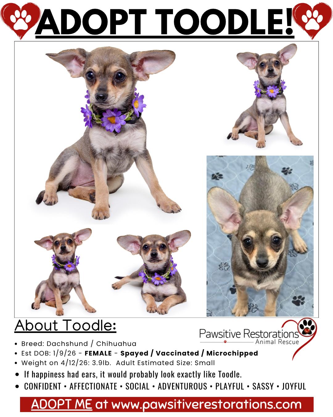 TOODLE, a ADOPTABLE mixed breed in Aurora, CO image 2/4