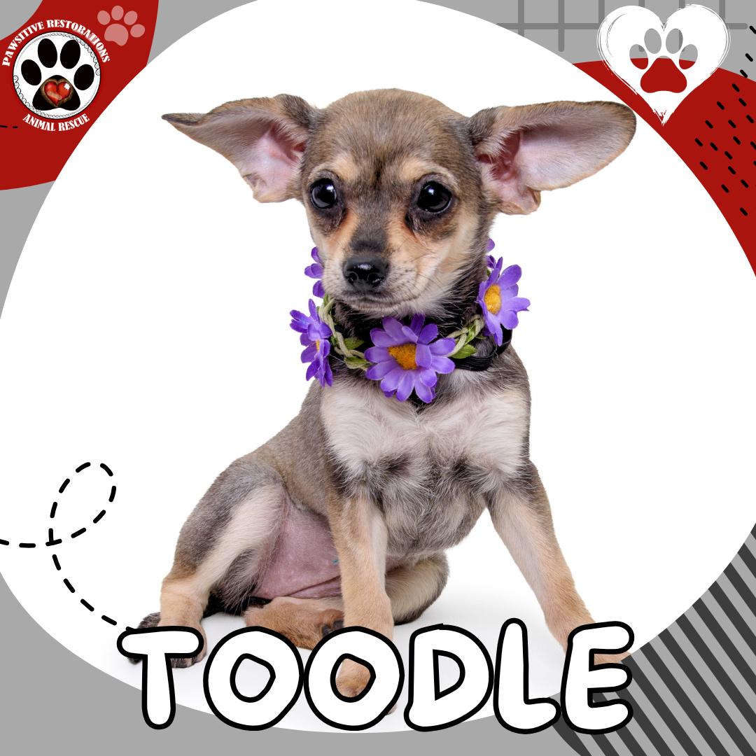 TOODLE, ADOPTABLE, Puppy Female Chihuahua & Dachshund.