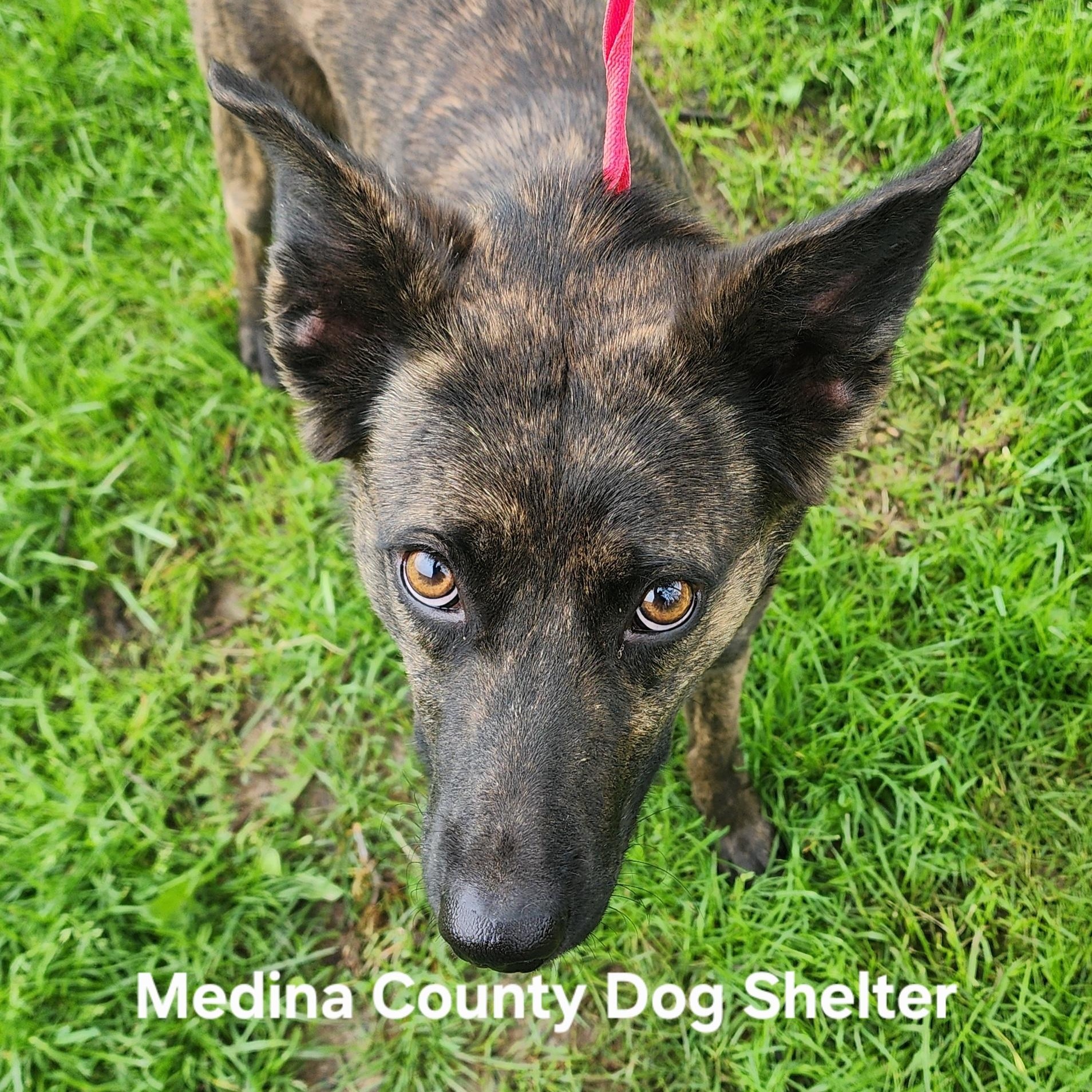 Enlarge Nellie, an adopted mixed breed in Medina, OH image 1/1