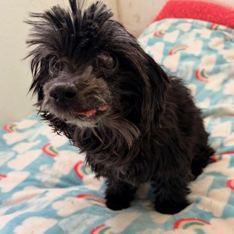 Enlarge DARBY , a ADOPTABLE mixed breed in Marana, AZ image 3/4