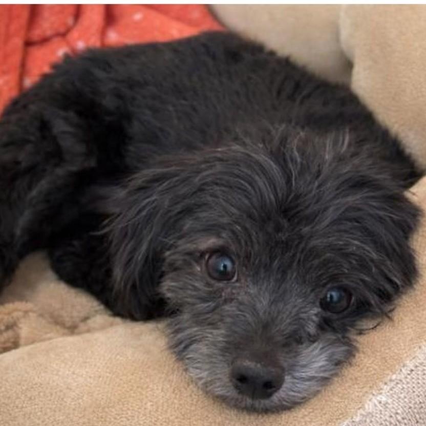 Enlarge DARBY , a ADOPTABLE mixed breed in Marana, AZ image 2/4