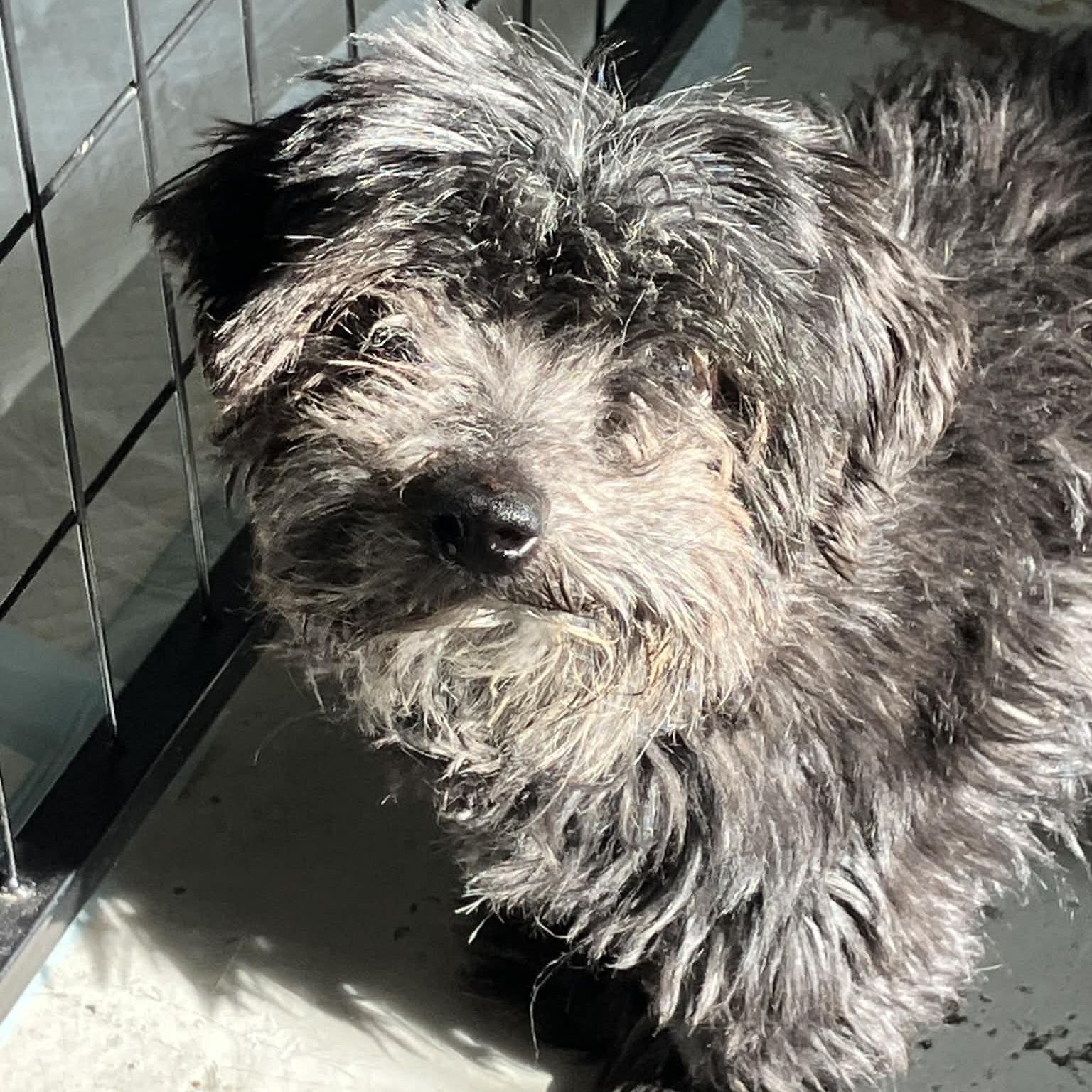 Enlarge DARBY , a ADOPTABLE mixed breed in Marana, AZ image 4/4