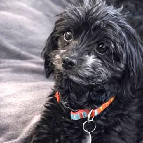 DARBY , ADOPTABLE, Adult Female Shih poo & Shih Tzu.