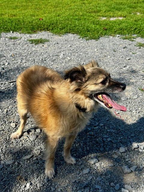 Mac, Adopted, Adult Male Keeshond.