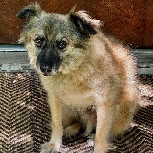 Mac, an adoptable Keeshond in Lake Hopatcong, NJ, 07849 | Photo Image 1