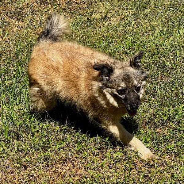 Mac, an adoptable Keeshond in Lake Hopatcong, NJ, 07849 | Photo Image 5