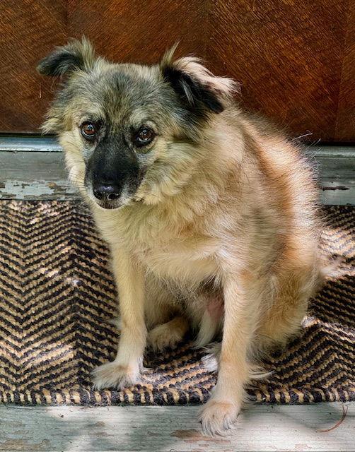 Enlarge Mac, a Adopted Keeshond in Lake Hopatcong, NJ image 3/3