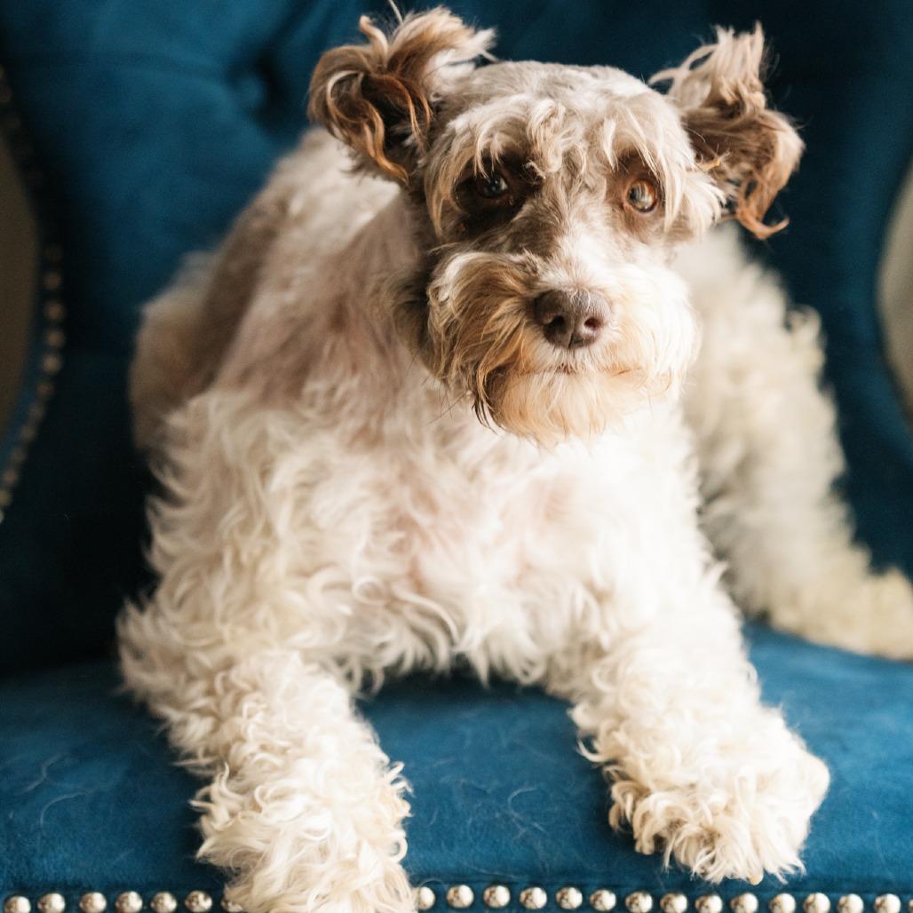 Garlo, ADOPTABLE, Adult Female Miniature Schnauzer.