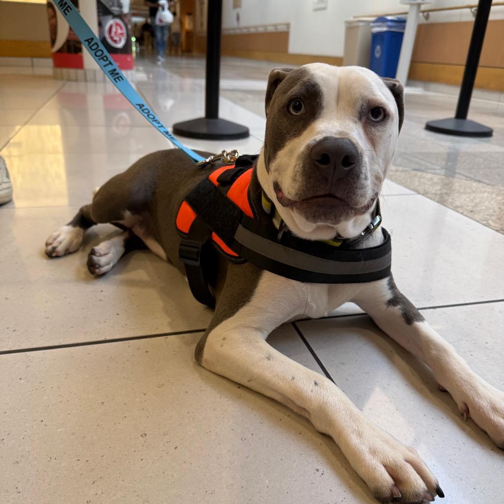 Bruno FKA Sunny Side, Adoptable, Young Male Mixed Breed.