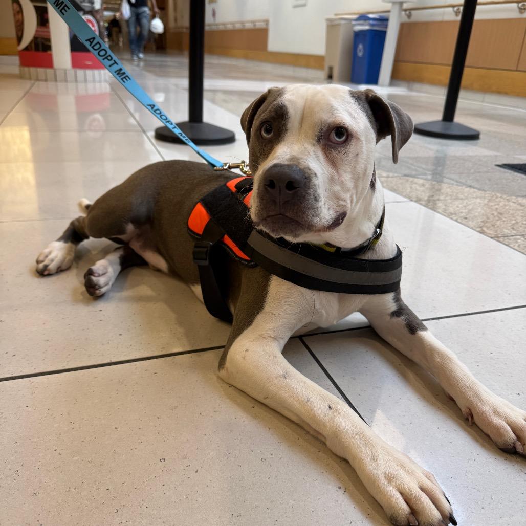 Enlarge Bruno FKA Sunny Side, a Adoptable Mixed Breed in Philadelphia, PA image 2/3