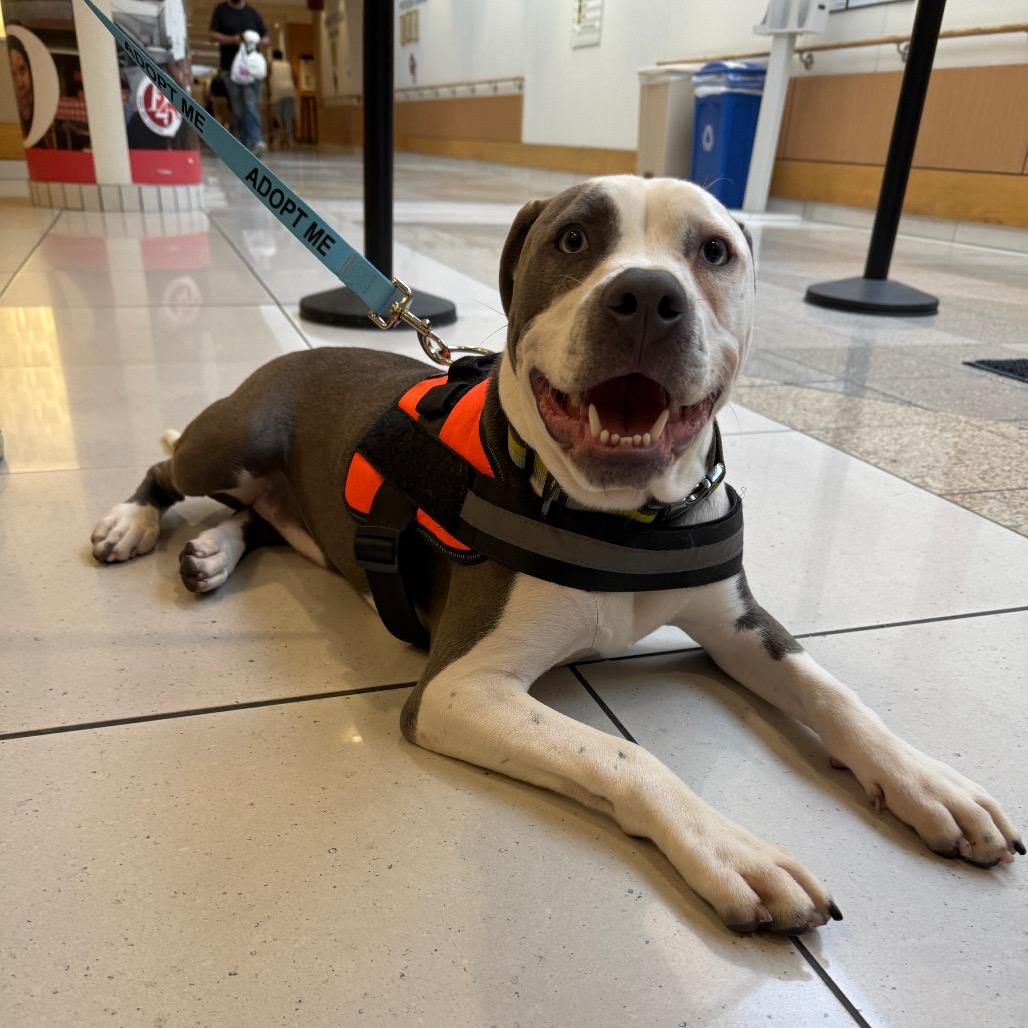 Enlarge Bruno FKA Sunny Side, a Adoptable Mixed Breed in Philadelphia, PA image 3/3