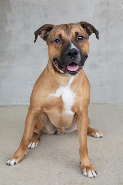 Peace, Adoptable, Adult Male Mixed Breed & Mixed Breed.