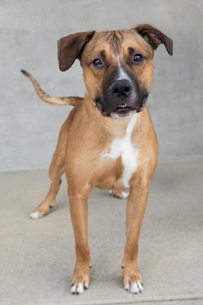 Peace, a Adoptable mixed breed in Longmont, CO image 2/3