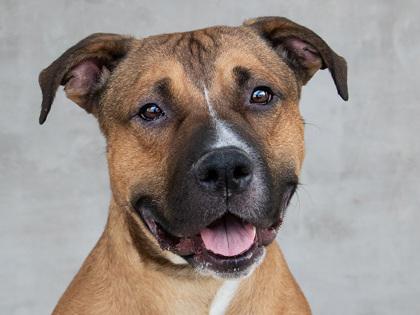 Peace, a Adoptable mixed breed in Longmont, CO image 3/3