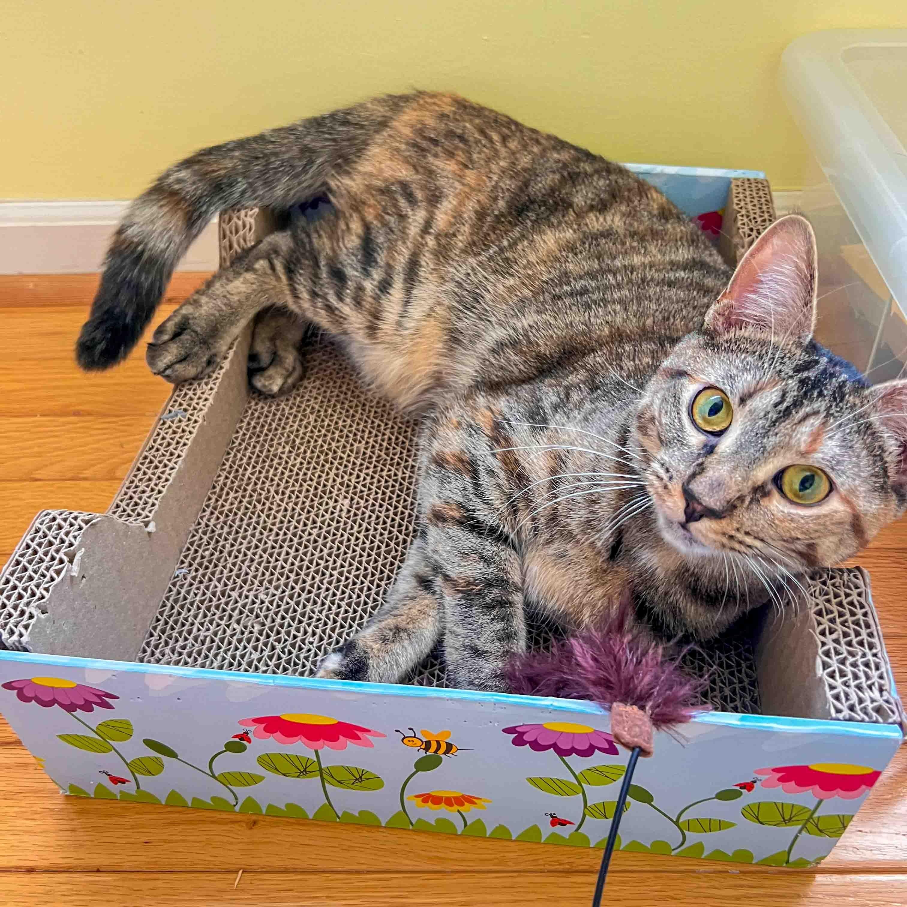 Bella, a ADOPTABLE Domestic Short Hair in Stamford, CT image 3/4