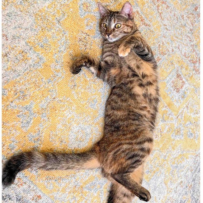 Bella, a ADOPTABLE Domestic Short Hair in Stamford, CT image 4/4