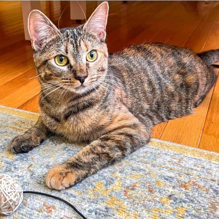 Bella, a ADOPTABLE Domestic Short Hair in Stamford, CT image 2/4