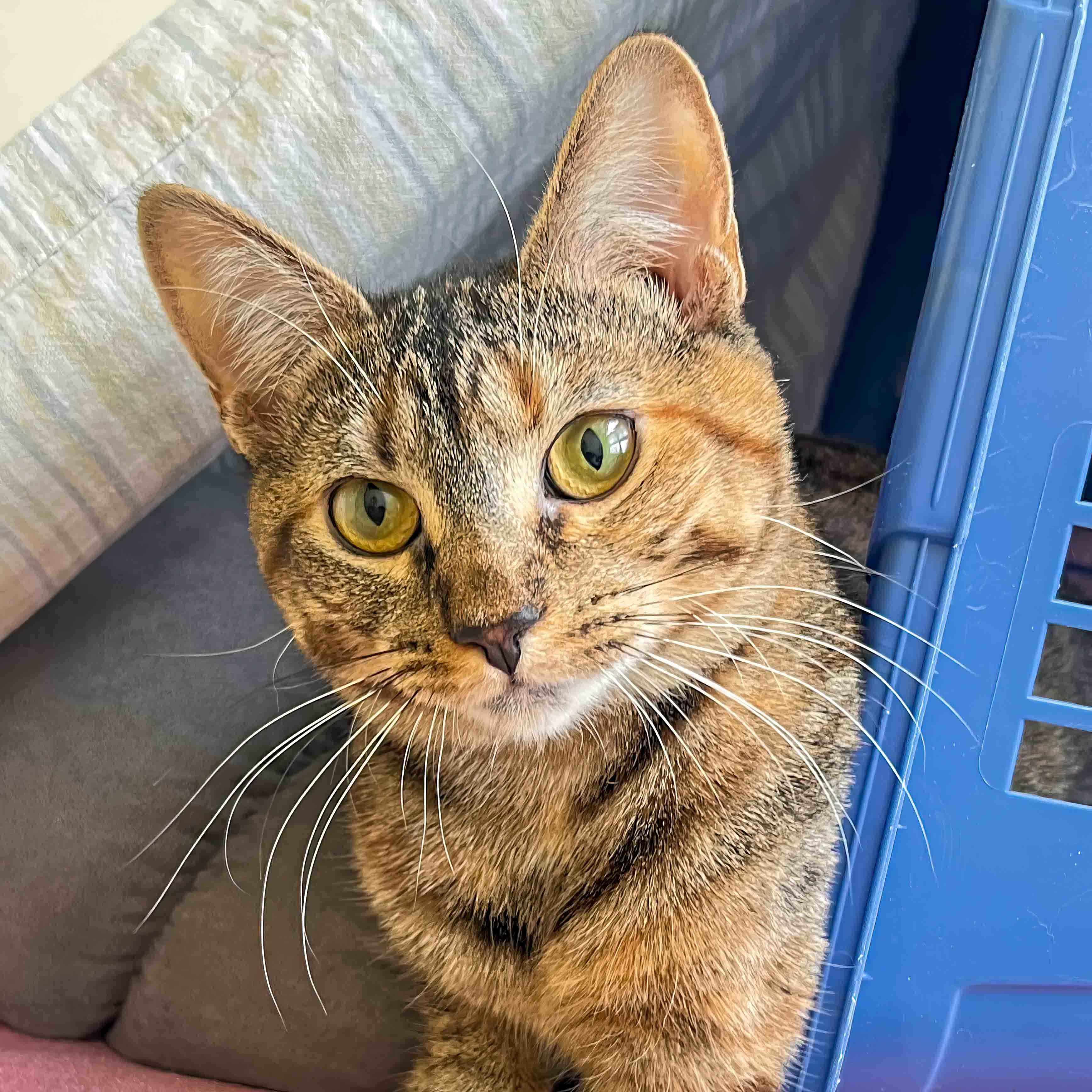 Bella, ADOPTABLE, Young Female Domestic Short Hair.