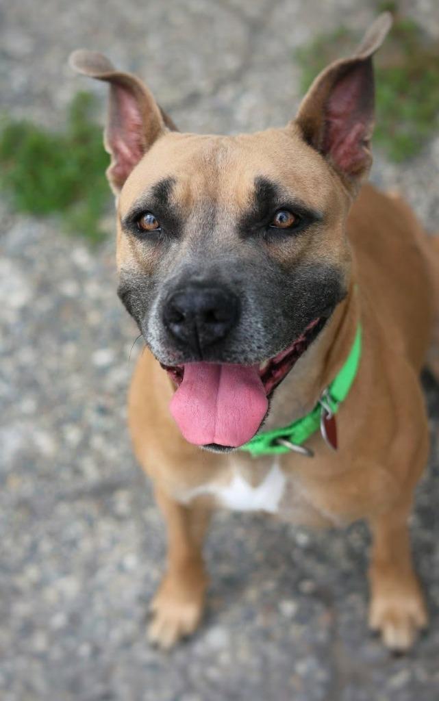 Diamond, Adoptable, Adult Female Mixed Breed.