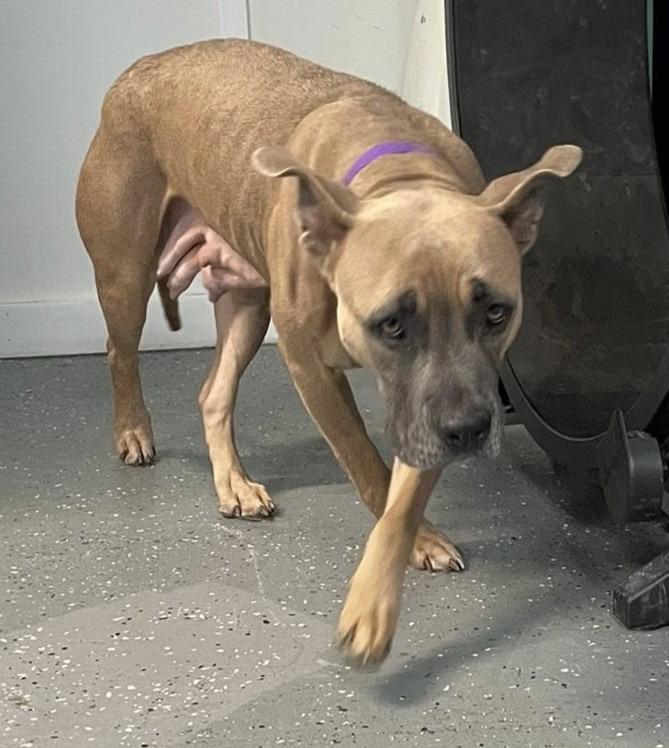 Diamond, Adoptable, Adult Female Mixed Breed.