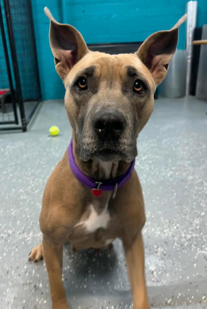 Enlarge Diamond, a Adoptable mixed breed in Warren, MI image 2/6