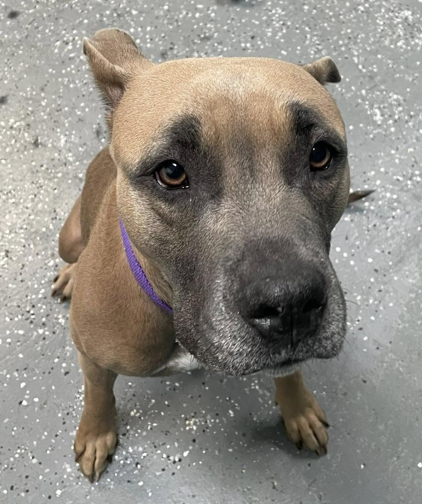 Enlarge Diamond, a Adoptable mixed breed in Warren, MI image 3/6