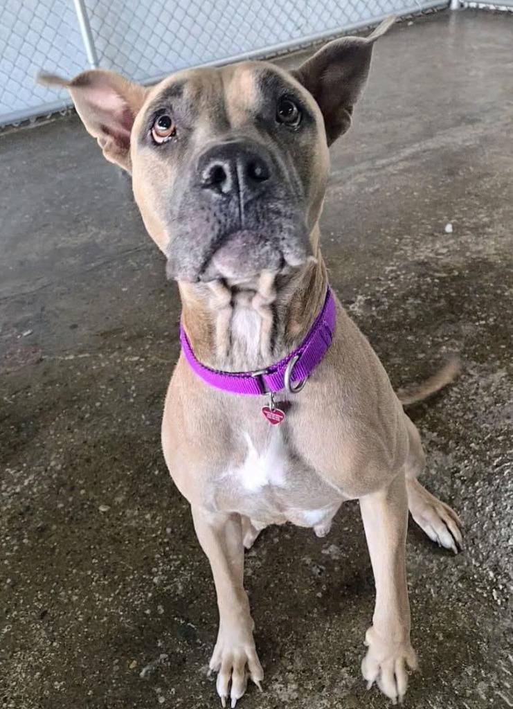 Enlarge Diamond, a Adoptable mixed breed in Warren, MI image 4/6