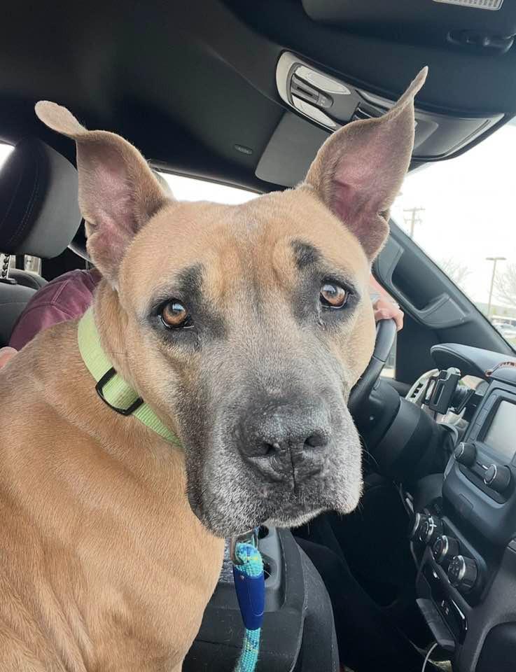Enlarge Diamond, a Adoptable mixed breed in Warren, MI image 6/6