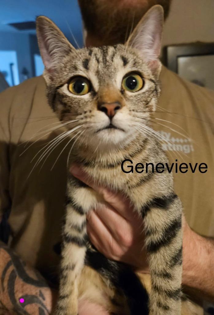 Genevieve, Adoptable, Kitten Female Domestic Short Hair.