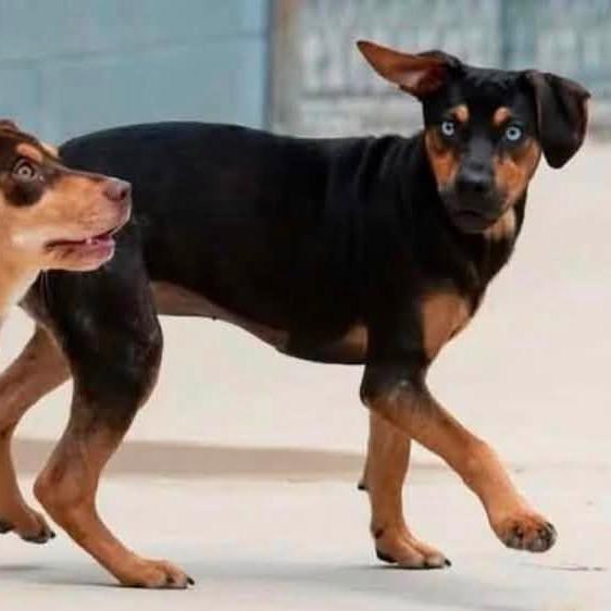 Robin 22797, Adoptable, Young Female Terrier & Feist.