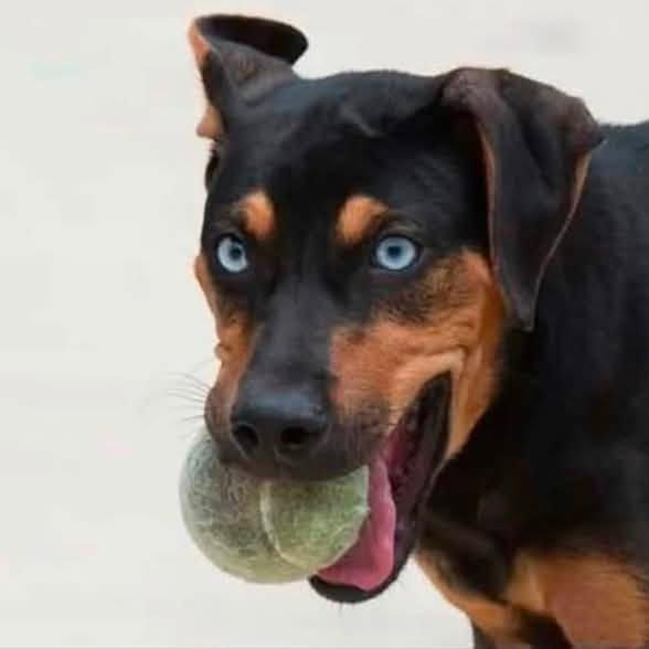 Enlarge Robin  22797, a Adoptable mixed breed in Minneapolis, MN image 2/6