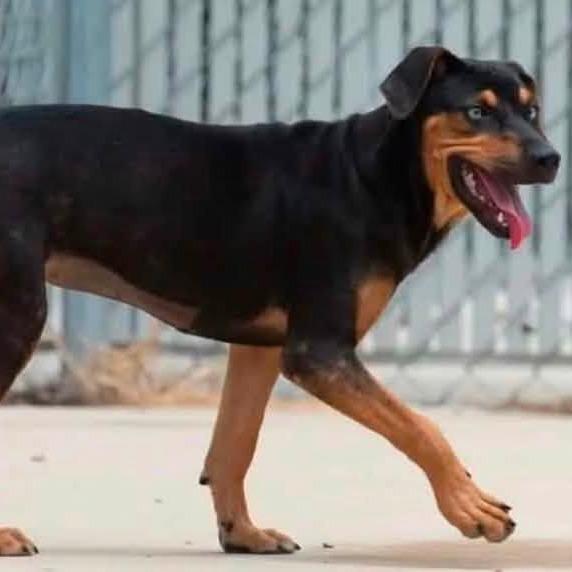 Enlarge Robin  22797, a Adoptable mixed breed in Minneapolis, MN image 3/6