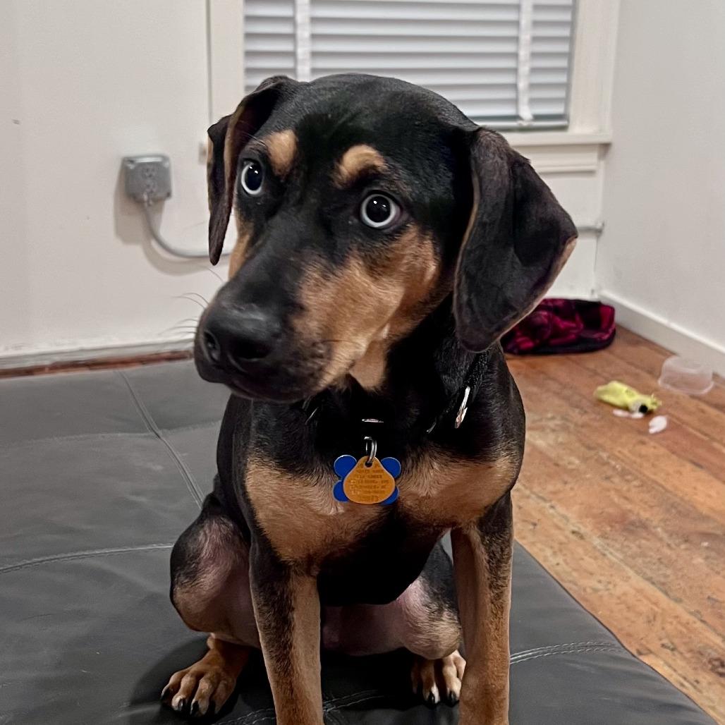 Enlarge Robin  22797, a Adoptable mixed breed in Minneapolis, MN image 4/6