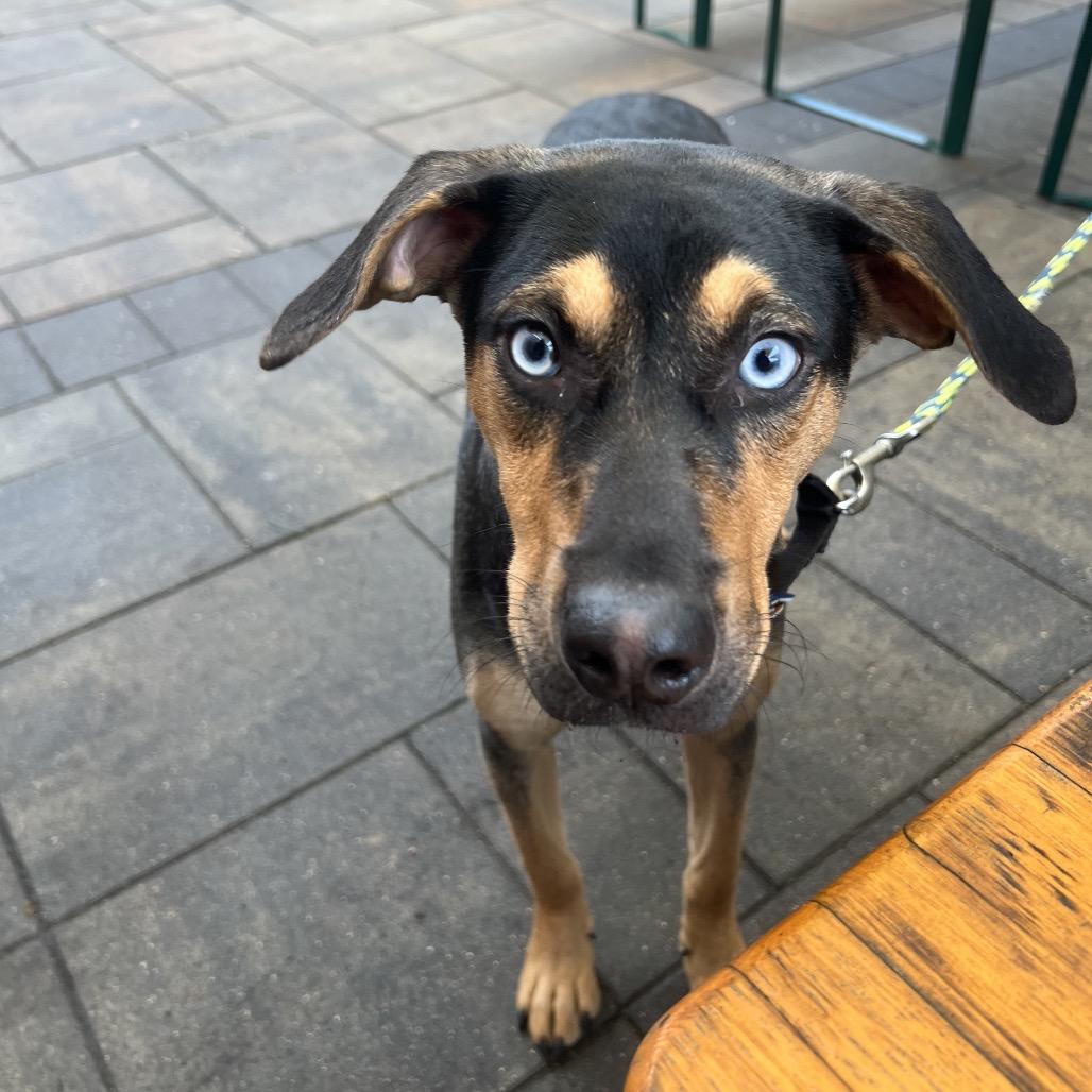Enlarge Robin  22797, a Adoptable mixed breed in Minneapolis, MN image 5/6