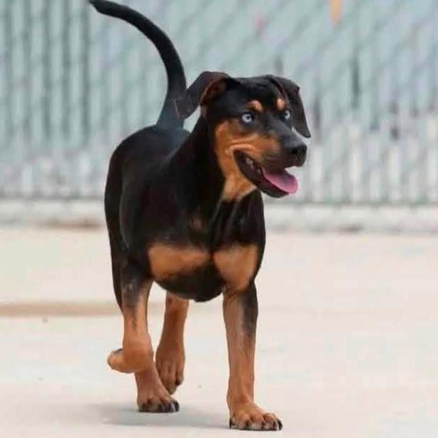 Enlarge Robin  22797, a Adoptable mixed breed in Minneapolis, MN image 6/6
