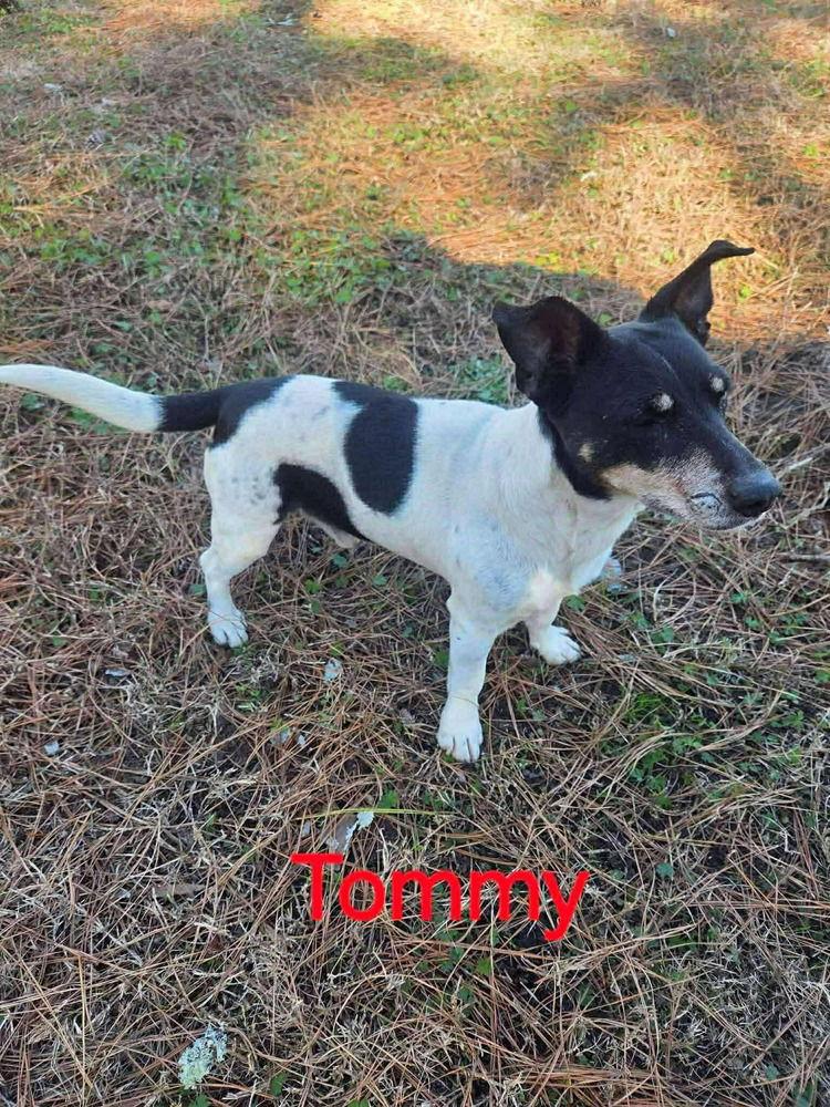 Enlarge Tommy ~, a Adoptable Jack Russell Terrier in Columbia, TN image 2/2