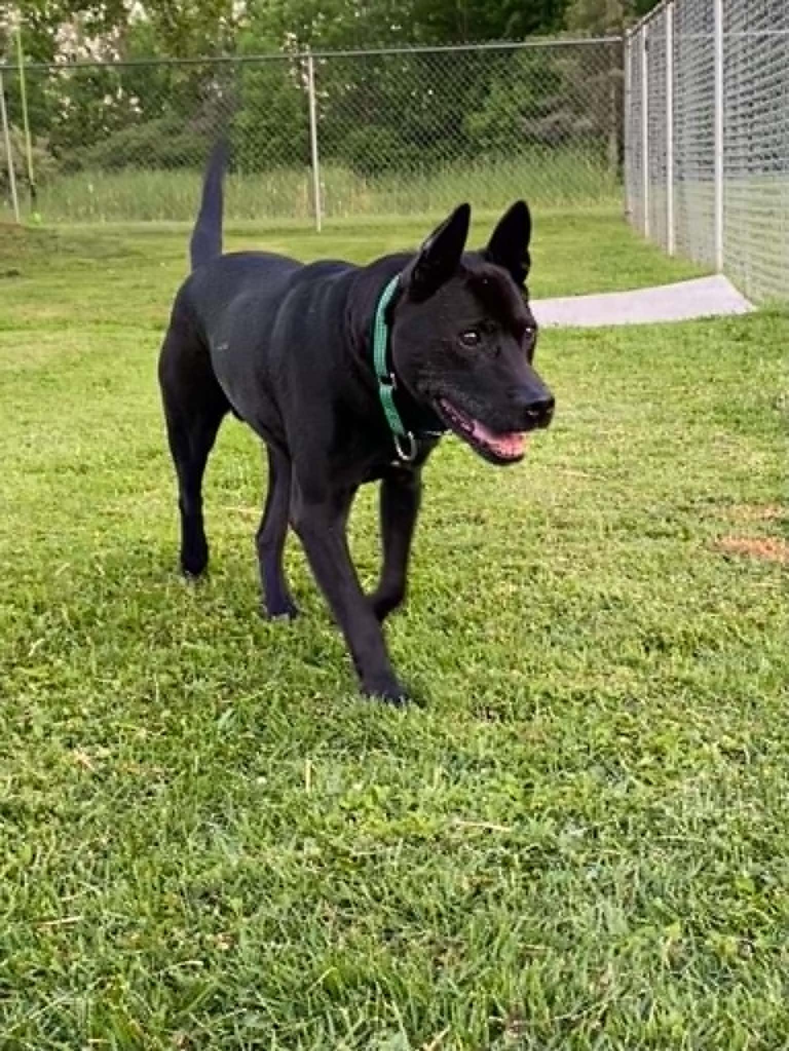 Brogan, a ADOPTABLE mixed breed in Port Huron, MI image 3/6